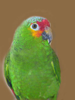 Amazon Parrot Boka